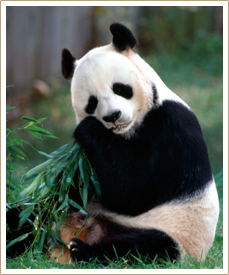 Panda eating bamboo